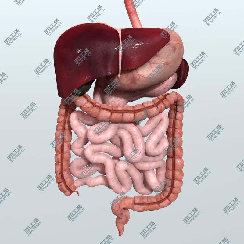 images/goods_img/202105073/Realistic Human Digestive System/1.jpg